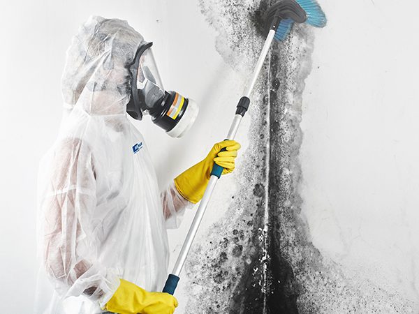Mold remediation technician inspecting and removing mold